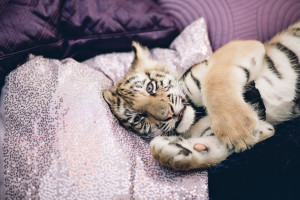 Baby tigers created the perfect event buzz. Guests were able to play with the cats as well take selfies. It was the most instragramed piece of the event.