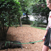 Our Interns Don’t Fetch Coffee, But They Might Walk a Pig