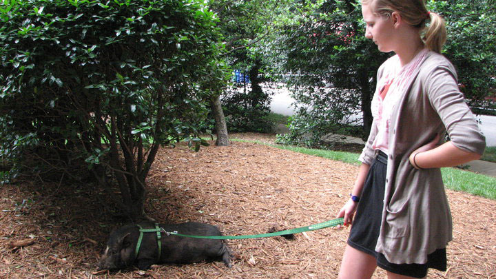 Our Interns Don’t Fetch Coffee, But They Might Walk a Pig