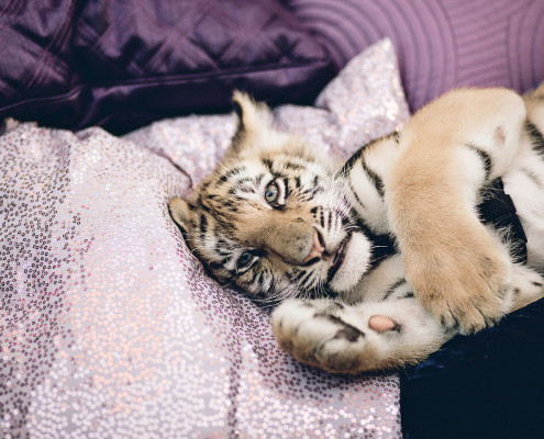 Baby tigers created the perfect event buzz. Guests were able to play with and the cats as well take selfies. It was the most instragramed piece of the event.