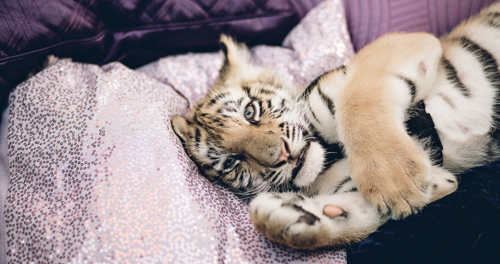 Baby tigers created the perfect event buzz. Guests were able to play with and the cats as well take selfies. It was the most instragramed piece of the event.